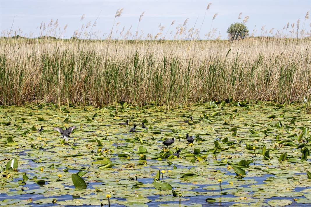 Konya’da beklenen an! Doğanın sessiz mucizesi göz kamaştırmaya başladı 6